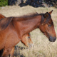 capa marca primitiva caballo Asturias